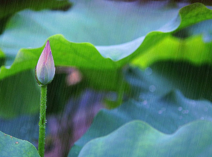 春天, 淅淅沥沥小雨隔两天就会来一场,而我喜欢的这霏霏细雨.